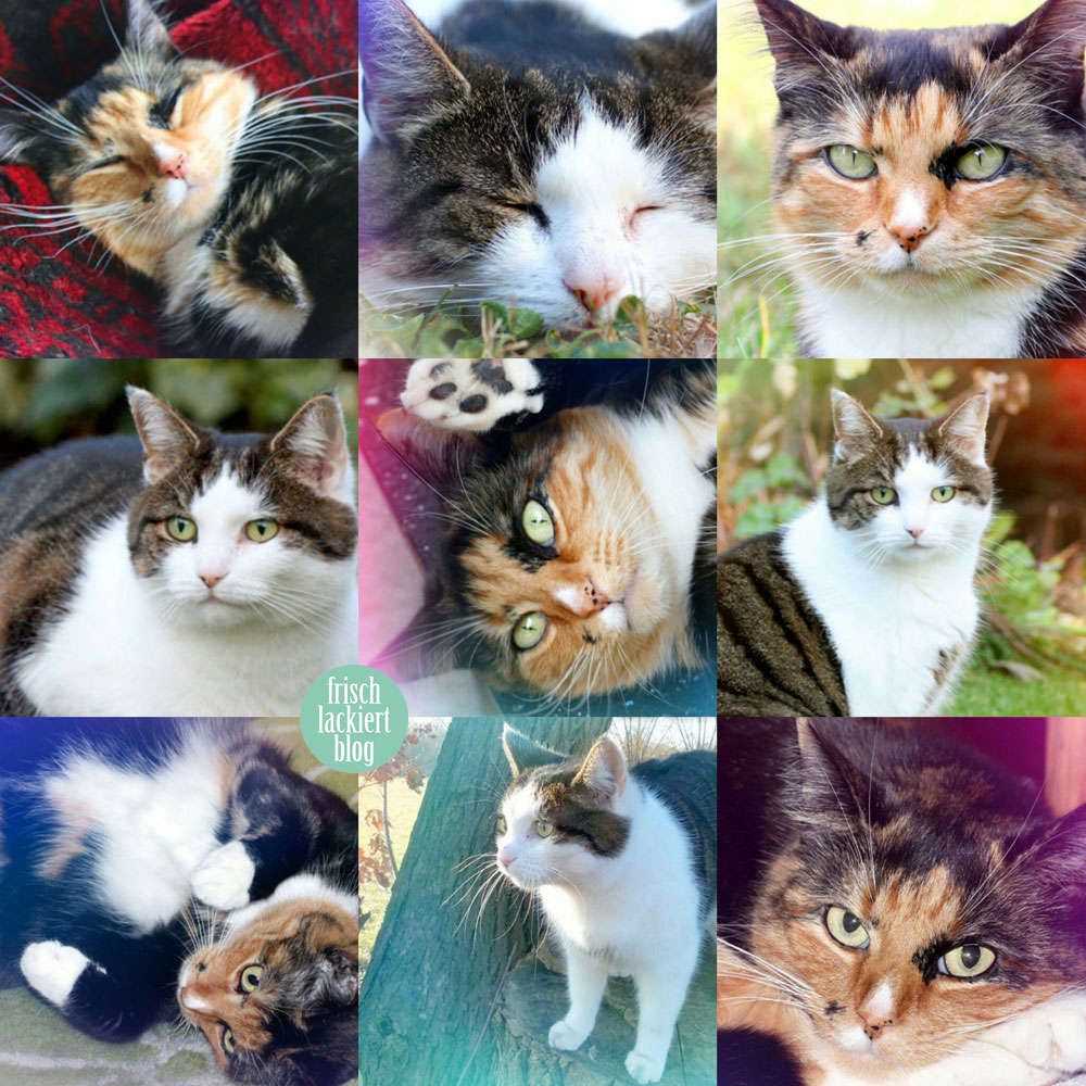 collage_katzen